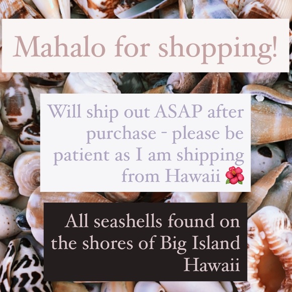 🐚14KGoldFilled Real Seashell/Amethyst Earrings - Picture 7 of 8